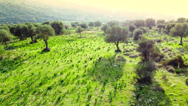 Mediterranean landscape, Drone slowly flying through olive trees, beautiful nature view of green grove. Cyprus Aerial