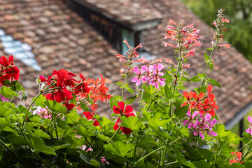 awesome summer flowers on a balcony in red and pink