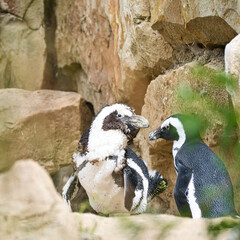 two penguins . black and white birds as a couple on land. animal photo in close up