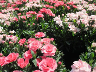 春の花壇に咲き乱れる、ピンクと白が鮮やかなカーネーション（オスカーピンク、オスカーホワイト）