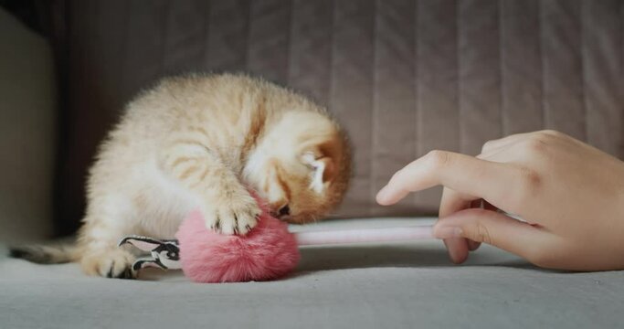 The owner plays with a pet - a cute red kitten