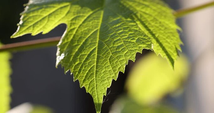 Green grape leaves on the branch in the garden on the sunset light background. Plant close up, dynamic scene