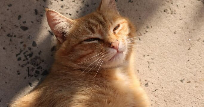 Slow motion video of portrait of a street homeless redcat basks in  sun