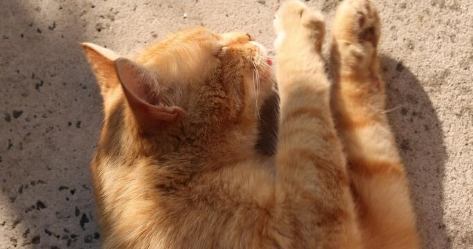 Slow motion video of portrait of a street homeless redcat basks in  sun