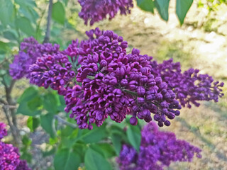 spring flowers shot - close-up