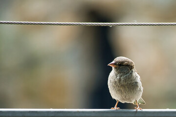 brown sparrow sitting on a wire rope. small songbird with beautiful plumage.