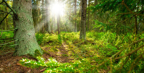 Beautiful sunny forest, sunset soft evening light