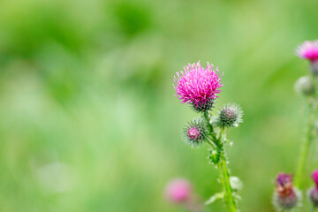 Beautiful and delicate pink thistle flower on a blurred background of green summer grass.