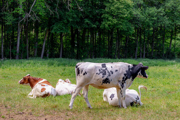 A group of Dutch cows (black, white, orange, brown) walking and eating grass on green meadow with blurred forest background, Open farm with dairy cattle on the field in countryside farm, Netherlands.