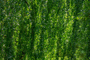 Obraz premium Selective focus green leaves hanging down on the trees in spring, The Wych Elm cultivar Ulmus glabra, Camperdownii commonly known as the Camperdown Elm, Greenery nature pattern texture background.
