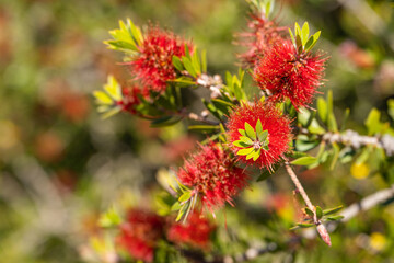 Callistemon citrinus flowers (Crimson bottlebrush)