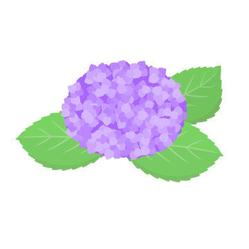 purple hydrangea flower green leaves clip art preview