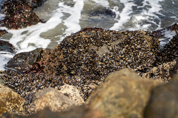 Wild Blue Mussels (Mytilus Edulis) on the rocks. 