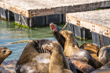 Sea lions playing and fighting. Wildlife photography.