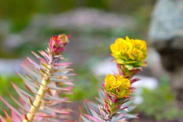 Selective focus, a flowering branch of a bush in the park in the spring.