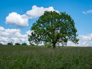 Fototapeta na wymiar Baum steht auf einem Feld im Frühling
