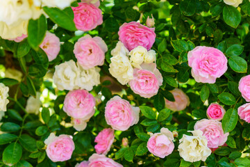 pink and white roses