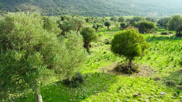 Mediterranean landscape, Drone slowly flying through olive trees, beautiful nature view of green grove. Cyprus Aerial