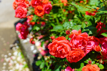 roses in garden