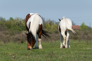 Two pinto horses grazing in pasture, front view of mare and back view of filly in field, domestic...