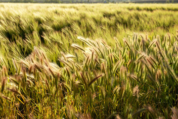 landscape with green meadow in springtime. Natural background