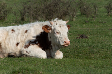 Fototapeta premium Young cow drooling in field close up, domestic animal laying down in pasture with small horns and saliva drooling