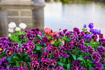 Naklejka premium purple and white tulips