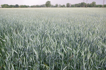 Rye grows in field. Grain crops. Spikelets of cereals over sky before the storm, June. Important food grains