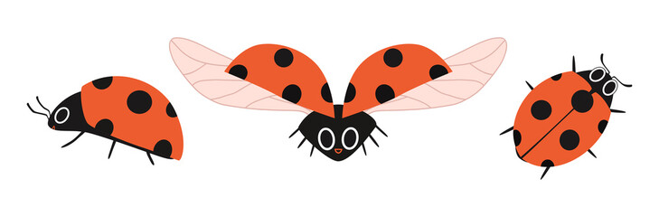 Set of cartoon ladybugs in different angles. Cute insect in flat design isolated. Vector illustration of a red spotted beetle on a white background.