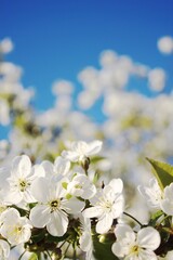 apple tree blossom