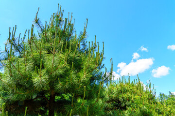 blue sky and grass