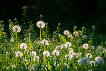 Sunny meadow with fluffy dandelion balls.