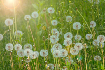 Fluffy dandelion meadow.