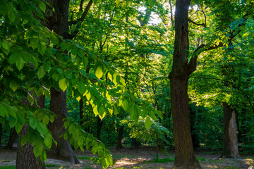 Oak forest lit by warm sunlight