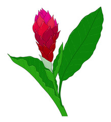 Hawaiian ginger plant, red flower with green leaves. painted in sketch style bright tropical ginger flower burgundy pink petals, black contour isolated on white