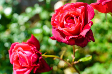 red rose in garden
