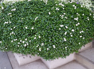 tiny white flower  and green ornamental bush the garden