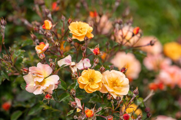 Decorative rose bushes in the garden. Multicolored blooming roses.