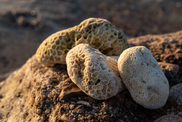 Beached white coral on the coast near Eilat, Israel early in the morning.
