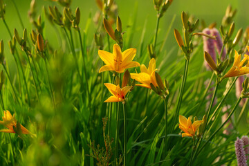Lato w ogrodzie w słoneczny dzień. Pomarańczowe kwiaty liliowca na tle zieleni oświetlone...