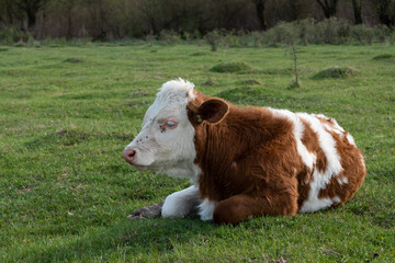 Calf resting in field close up, domestic animal cub with orange and white hair laying down on grass...