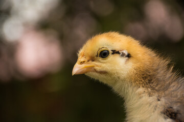 Chick in bokeh background