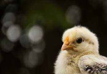 Close up of a white chick