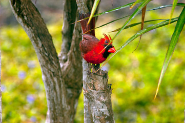 Red Cardinal, Mountain View, Hawaii