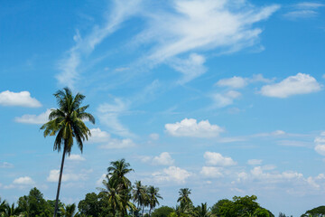 Fototapeta na wymiar Sky-cumulus atmosphere that floats in the sky naturally beautiful on a sunny day with coconut palms as a backdrop against a beautiful blue sky background.