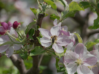 Wiosna w sadzie. To jest słoneczny dzień. W jabłoni rosnącej w sadzie gałęzie pokryte są biało-różowymi kwiatami, wśród których widać zielone liście. - obrazy, fototapety, plakaty