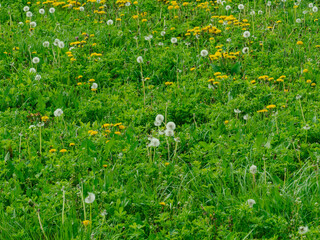 Łąka wiosną  pokryta trawą o świeżo zielonym kolorze. Wśród źdźbeł trawy widać liczne, intensywnie żółte kwiaty i dmuchawce mniszka lekarskiego. - obrazy, fototapety, plakaty