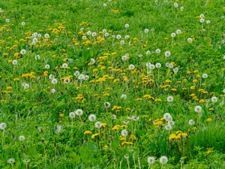 Łąka wiosną  pokryta trawą o świeżo zielonym kolorze. Wśród źdźbeł trawy widać liczne, intensywnie żółte kwiaty i dmuchawce mniszka lekarskiego. - obrazy, fototapety, plakaty