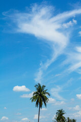 Fototapeta na wymiar Sky-cumulus atmosphere that floats in the sky naturally beautiful on a sunny day with coconut palms as a backdrop against a beautiful blue sky background.