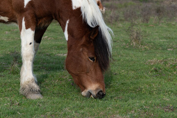 Naklejka na ściany i meble Side view of horse head while graze grass close up, domestic animal body part